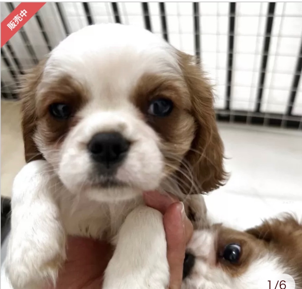 ブレンハイム　女の子