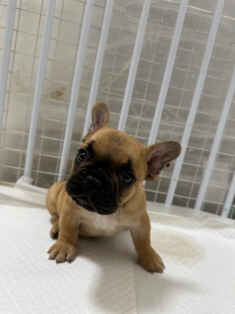 フォーン　男の子