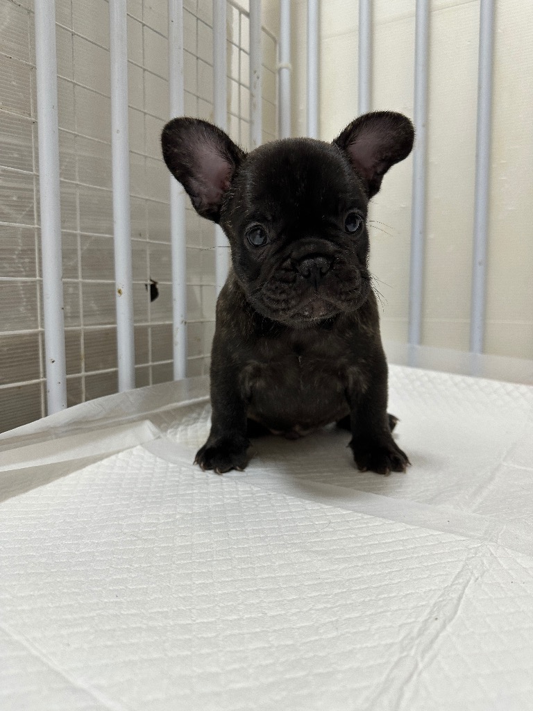 ブリンドル     男の子