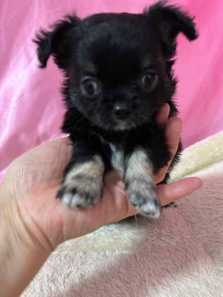 ブラックタン　男の子