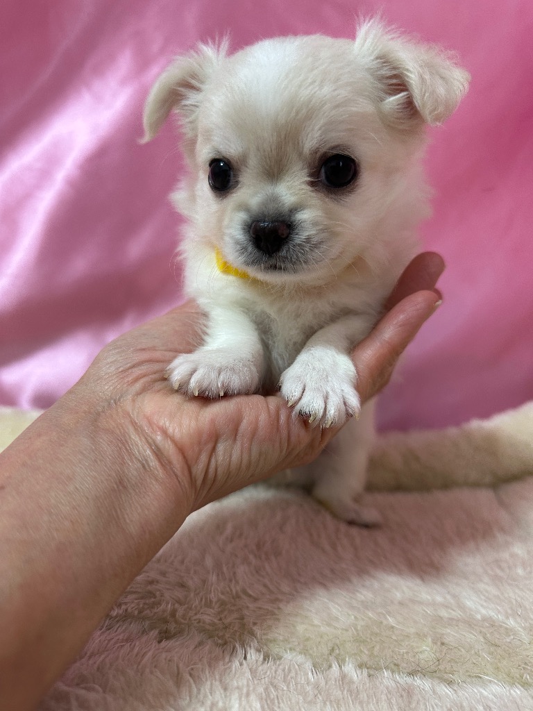 クリーム&ホワイト　男の子